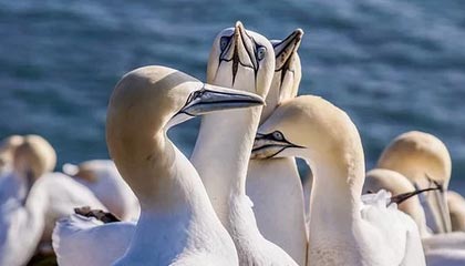 德甲球队采用脑电反馈技术提升比赛专注力，脑电反馈训练是伪科学吗