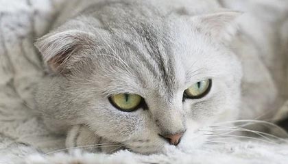 德甲球队采用脑电反馈技术提升比赛专注力，脑电反馈训练是伪科学吗