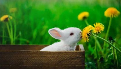 德甲球队采用脑电反馈技术提升比赛专注力，脑电反馈训练是伪科学吗